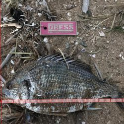 甲子園浜でキビレ釣り