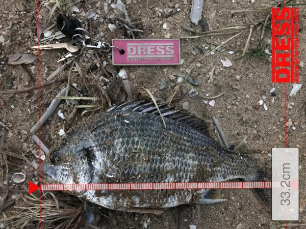 甲子園浜でキビレ釣り