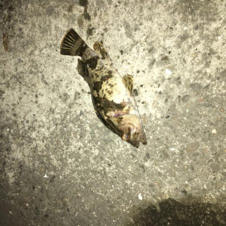 たけのこメバル