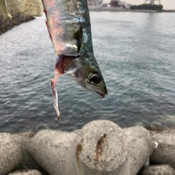 サバのナブラすごい!