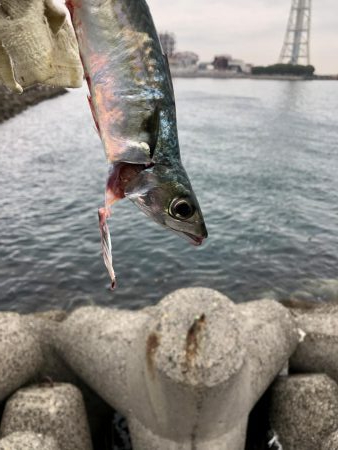 サバのナブラすごい!