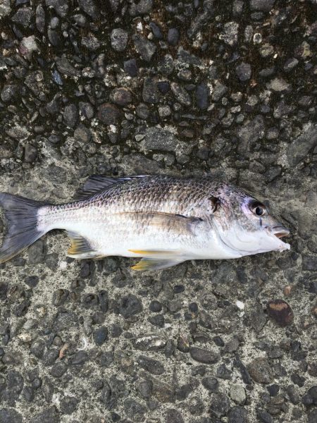 まさかのキビレ