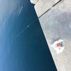 イワシのサビキ釣り