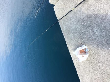 イワシのサビキ釣り