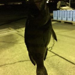 ナイトメバリング