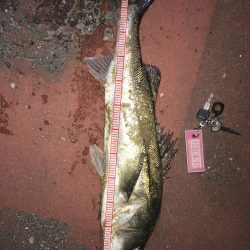 久しぶりにいいシーバス