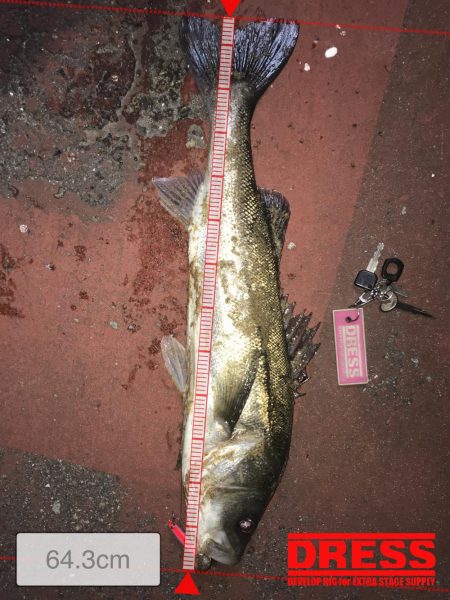 久しぶりにいいシーバス