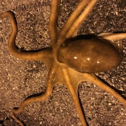 タコ、メバル、カサゴ、チィチィイカ