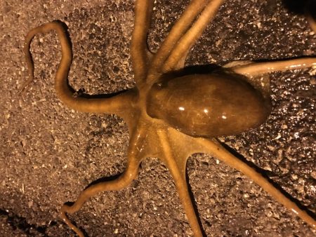 タコ、メバル、カサゴ、チィチィイカ