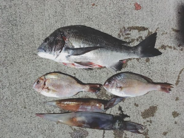 狙い通りの二本だし