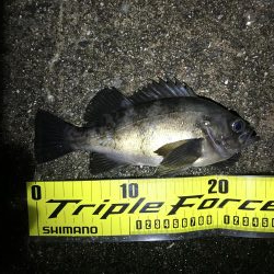 雨上がりまずまず