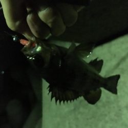 いろいろ狙い！