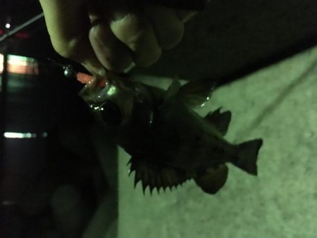 いろいろ狙い！