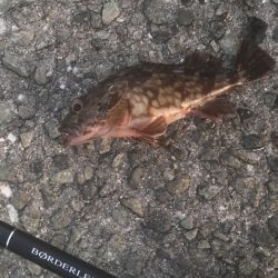 ガシラ・メバル