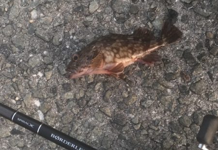 ガシラ・メバル