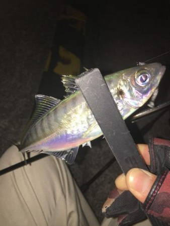 加太で 一瞬の時合い