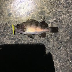 季節外れのアジ