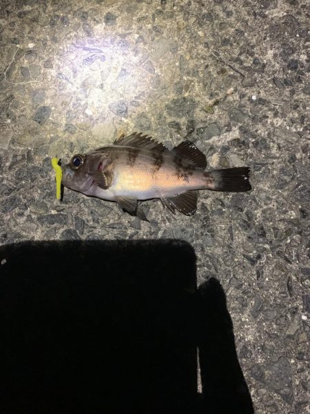 季節外れのアジ