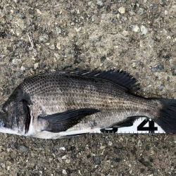 イチノ兄弟、釣果