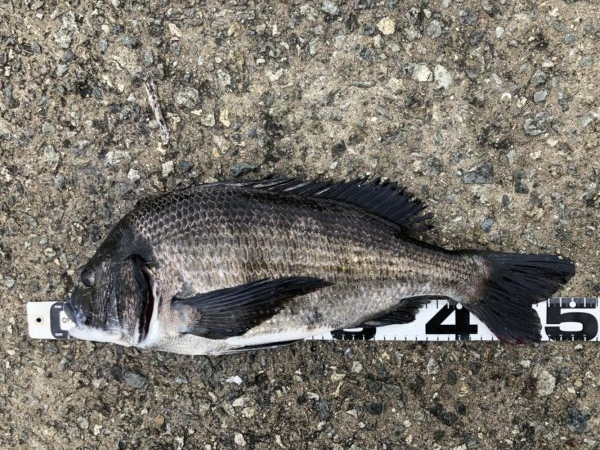 イチノ兄弟、釣果