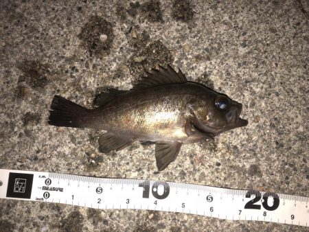 メバリングなんとか1匹