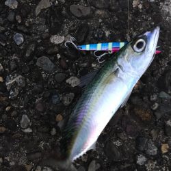 ブリおらんやろー