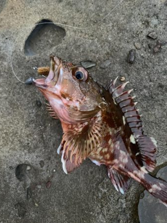 ライトテキサス