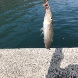 釣り日和が多くなってきましたね