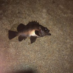 最強の虫ヘッド