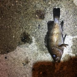 久しぶりのマシなやつ