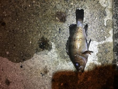 久しぶりのマシなやつ