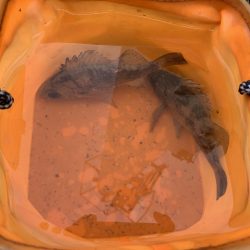 春告魚と書いてメバル