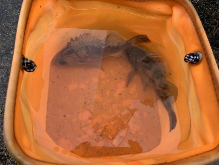 春告魚と書いてメバル