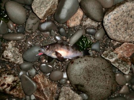 メバルは煮付けにて