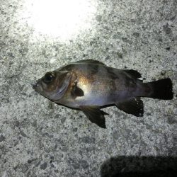 渋い中で何とか25㎝