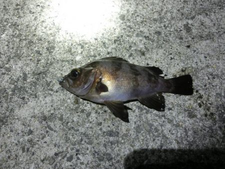 渋い中で何とか25㎝