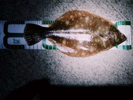 マコガレイ（27Cm）