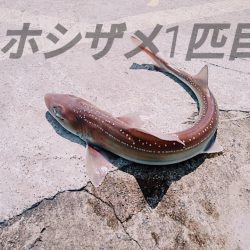 ホシザメ!!