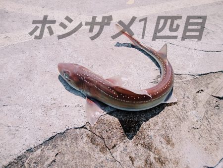 ホシザメ!!