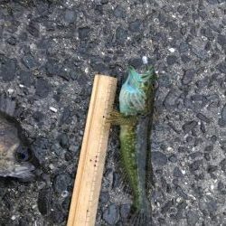 みんなでメバル