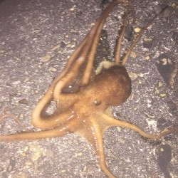 全く釣れず(๑˃̵ᴗ˂̵)タコ様さま