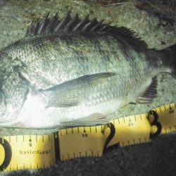 シーバス調査がチヌ高反応