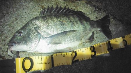 シーバス調査がチヌ高反応