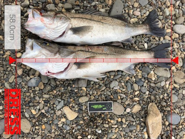 シーバスゲット