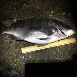 メバリングが又してもチニングに