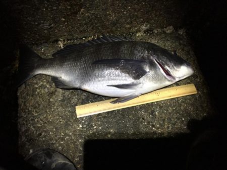 メバリングが又してもチニングに