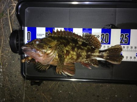 デッカサゴ！だが尺は遠い