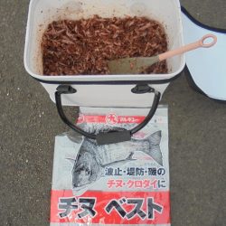 今年初クロダイ