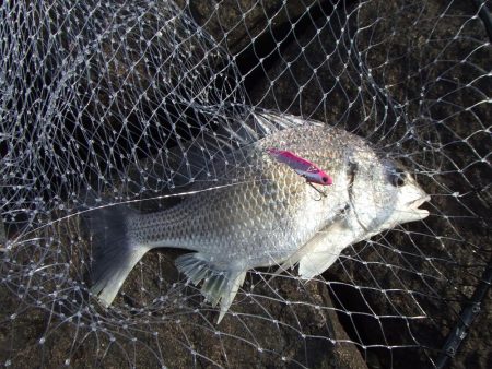 南甲子園浜、復活したロッドでキビレ