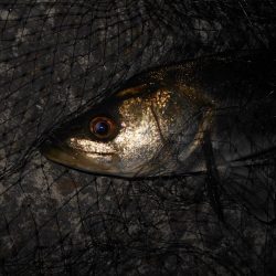 ベイトはアミエビ???。